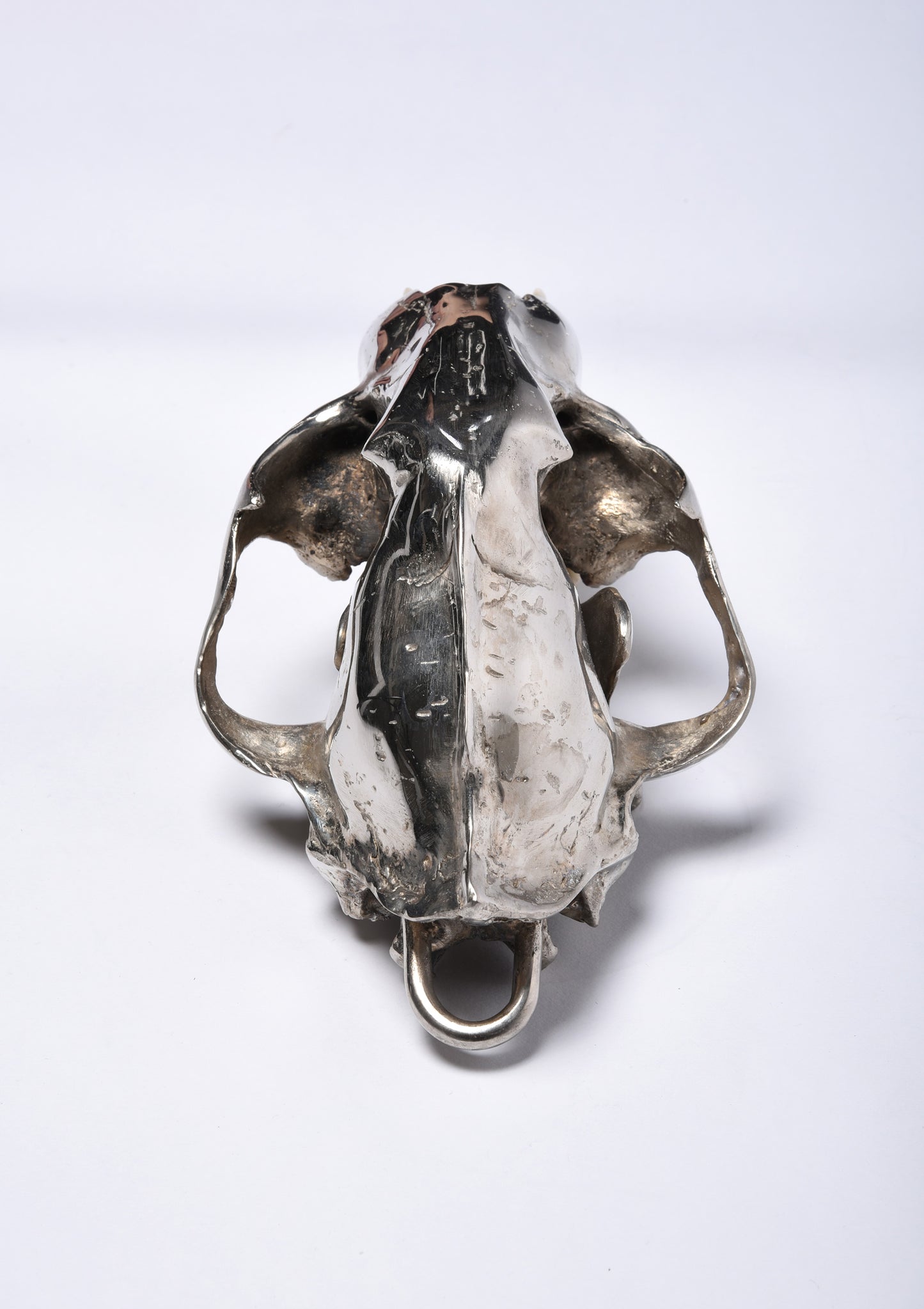 Parts of Four Leopard Skull (CR+B)