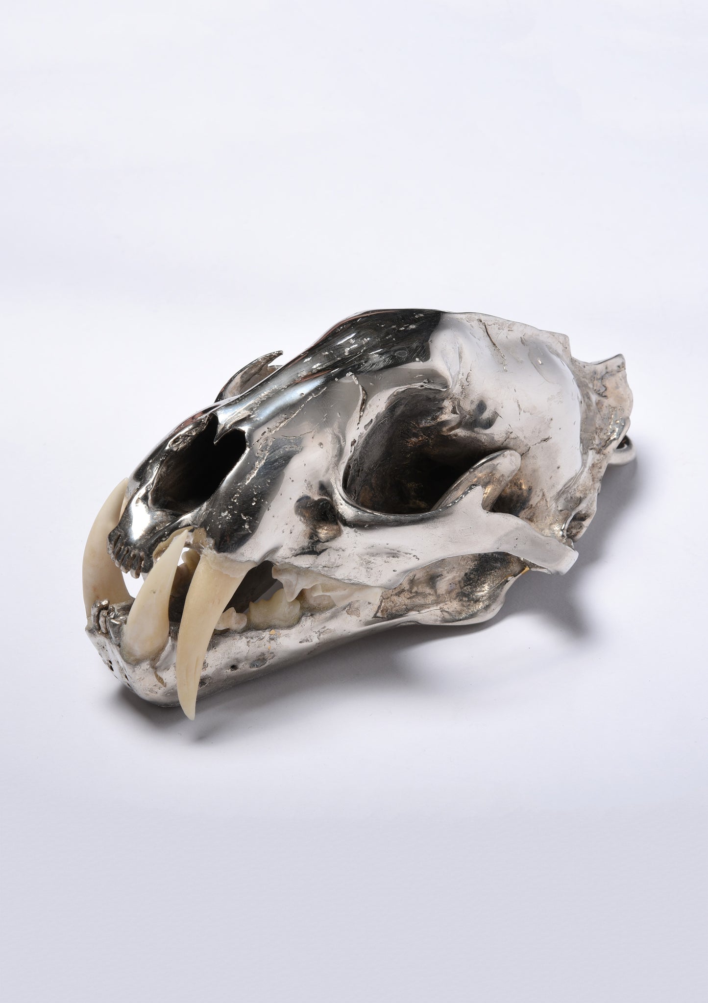 Parts of Four Leopard Skull (CR+B)
